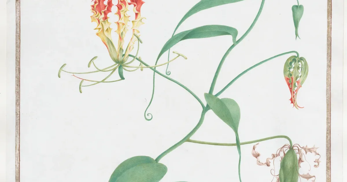 Watercolour of a red and yellow climbing lily with long green leaves